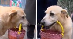 Perrita vende caramelos junto con su dueña de 65 años y tierna historia es viral: "Que Dios las proteja"
