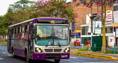 Corredor Morado: ATU anuncia incremento de buses en beneficio de más de 3.600 usuarios al día