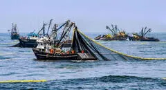 BCRP: economía peruana habría caído en mayo por fuerte contracción del sector pesca
