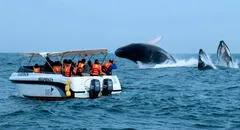 Mincetur: avistamiento de ballenas en el norte generará un impacto económico de S/18 millones