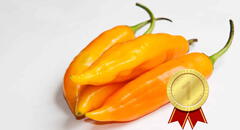 El ají amarillo es declarado como el mejor vegetal del mundo, según Taste Atlas