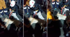 Perrito es auxiliado por protestantes tras 'desmayarse' en la 'Marcha Nacional': "Todo un héroe"