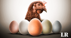 ¿Por qué hay huevos de diferentes colores y qué tipos de gallina los ponen?