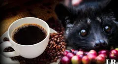 El secreto del café más caro del mundo: ¿cuál es su extraño ingrediente?