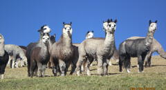 Exportaciones de fibra de alpaca superaron los US$93 millones el año pasado