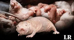 Nace nueva camada de la rata topo desnuda, animal clave para encontrar la cura contra el cáncer