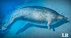 Cómo era el Perucetus colossus, el animal más pesado de la Tierra, hallado en Perú