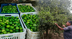 Precio de limón en Piura se duplica debido a la escasez