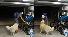 Delincuente entra a casa a robar y se detiene para acariciar a un golden: “También te quiero”