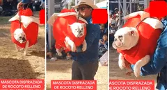 Perrito es disfrazado de rocoto relleno en Arequipa y causa furor: "Qué cosita más hermosa"