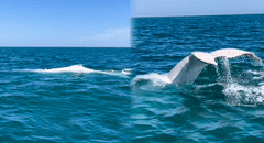 Captan por primera vez una ballena blanca en Perú: mira el video grabado en el mar de Piura