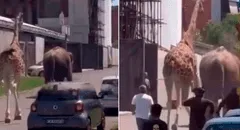 Elefante y jirafa huyen del rodaje de una película y desatan el pánico en Italia