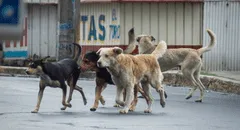 San Borja: vecinos solo podrán tener hasta 5 mascotas en sus viviendas