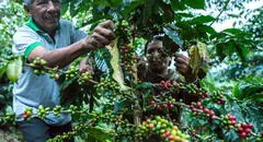 Producción de café se contrajo en 8 regiones durante junio: ¿cuáles son las afectadas?