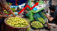 Precio del limón: ¿para cuándo esperan los comerciantes que se normalice el costo?