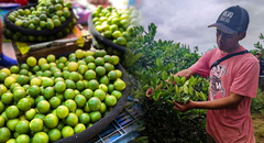 Precio del limón aumentó en 500%: ¿cuáles son las causas que originaron su escasez?