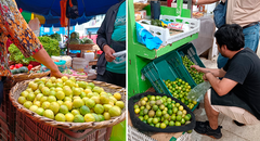 Precio del limón HOY 1 de septiembre: conoce cuánto cuesta el kilo del cítrico en cada región del Perú