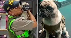 Cercado de Lima: perrito atacado por su dueño tiene hematoma en el vientre, según la Policía