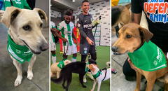 Futbolistas de Atlético Nacional tienen noble gesto con perros y video da la vuelta al mundo