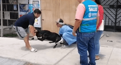 Perrito queda grave tras ser atacado con agua hirviendo en Nuevo Chimbote
