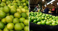 Comerciantes en Lambayeque venden saco de limón a S/600, tras alza de precio