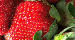 ¿Sabías que los puntos de las fresas no son semillas? Conoce para qué sirven