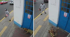Callao: sujeto arroja piedra a perro que descansaba en caseta de serenazgo y le provoca un desmayo