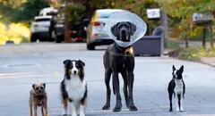 ‘Hijos de perra’, reparto: ¿qué actores prestaron su voz para la película protagonizada por perros?