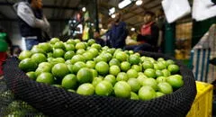 Precio del LIMÓN se estabiliza en Perú: ¿cuánto cuesta en el Gran Mercado Mayorista de Lima?