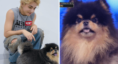 Taehyung de BTS: su perro Yeontan debutó en Corea y emociona a ARMY en redes