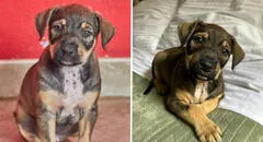 Animalista busca adopción para perrita que fue arrojada de un carro en movimiento en el Callao