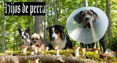 VER 'Hijos de perra' (2023), película completa en español latino [ONLINE GRATIS]