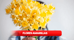 Flores amarillas: ¿qué significa y por qué se regalan en septiembre?