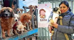 Peruana dejó su profesión para cuidar a más de 200 perros: Invertí todos mis ahorros y hoy soy ambulante