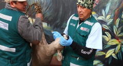 Veterinario rescató a venada en gestación, que era atacada por perros en Huancayo