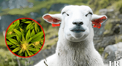 Rebaño de ovejas come 300 kg de cannabis por error cuando buscaba comida: “Todo lo ven hermoso”