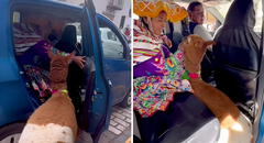 Tierna alpaca sorprende en redes al subirse a un taxi en Cusco: "Qué bello animalito"