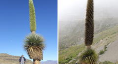 Los bosques de puya Raimondi en La Libertad: ¿dónde se ubican y cómo llegar?