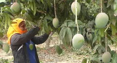Banano y mango con un panorama difícil en Piura