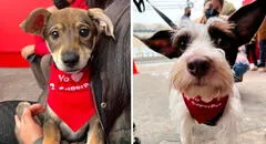 Superpet realiza gran jornada de adopción de mascotas a nivel nacional: ¿cómo participar?