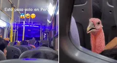 ¡Solo en Perú! Captan a pavo viajando en bus y usuarios reaccionan: “Ya se siente la Navidad”