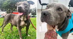 Perrita que sufrió maltrato fue rescatada en Chorrillos y ahora busca un nuevo hogar