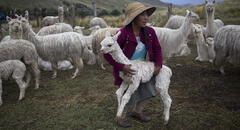 Fenómeno El Niño:  darán apoyo económico a agricultores y pobladores de Arequipa