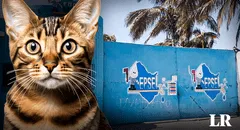 Gato provocó corte de agua en diferentes distritos de Chiclayo: ¿qué ocurrió según Epsel?