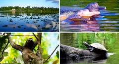 Pacaya Samiria es un referente mundial del patrimonio natural de la región andina