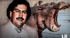 Hipopótamos de Pablo Escobar: gobierno colombiano inicia plan de control que incluye la eutanasia