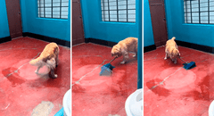 Perrito aprende a trapear el piso de su casa y usuarios bromean: “Su primera chamba”