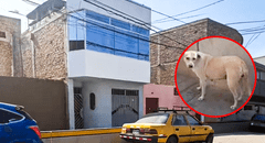 ¡Es un héroe! Perrito callejero orinó sobre explosivo con mecha encendida y salvó a familia en Trujillo