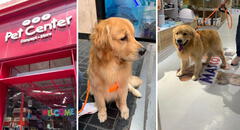 Llevó a su perro a bañar y se lo devuelven cojeando: joven denuncia a veterinaria de Jockey Plaza