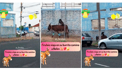 Captan a perrito montado sobre un burro y en redes les dicen: “Van camino a Belén”